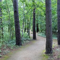 Waldweg am Rollstuhlwanderweg