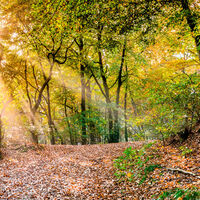 Borgholzhausen - Lichtspiel im Wald