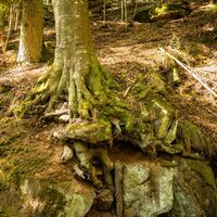 Das Wunder der Baume