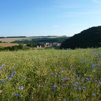 Blick auf den Wingertsweilerhof