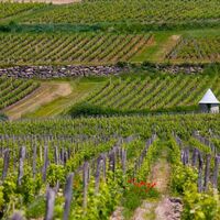 0288-RoutesdesVins©phlabeguerie (Copier)