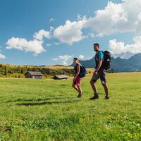 Sehr grüne Wiesen