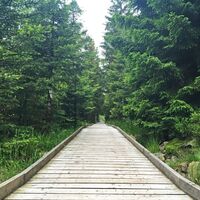 Holzweg zum Hochmoor Hohlohsee