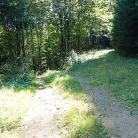 rechts in den Forstweg