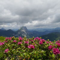Lugauer mit Almrausch
