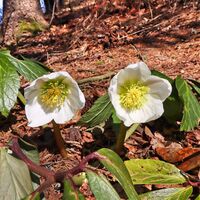 Schneerose am Weg