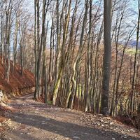 Abstieg Übergang zur Ruine Rabenstein
