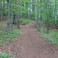 am Weg zur Ruine Arnstein