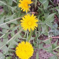 Flora