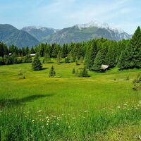 Blumenübersäte Almwiesen