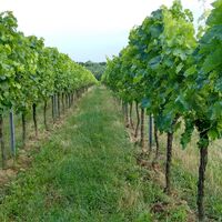 Weinberg Minfeld