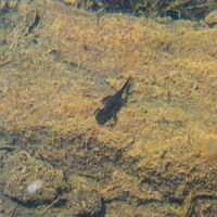 Eisenerzer Reichenstein und Krumpensee ab/bis Hirnalm