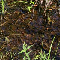 Tour Moorseen Frosch