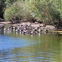Vögel auf dem Reeser Meer