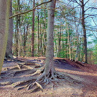 Hohlweg am Auferstehungsweg bei Ebstorf (Heideregion Uelzen)