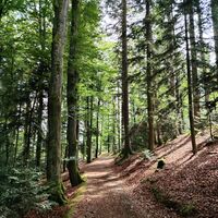 Waldweg nach Geiersberg