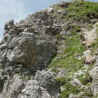 am Weg zum ersten Schafalpenkopf lassen sich ein paar Steinböcke blicken