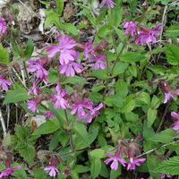 Flora: Rote Lichtnelke
