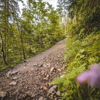 Scheffau_Hintersteiner See_Waldweg_Südufer_Sommer