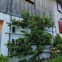 Planken - Feldkirch