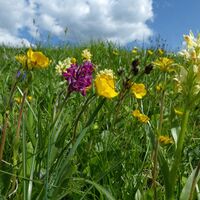 Blumenwiese neben Krabesalm