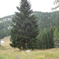 Planina Plazeh