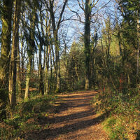 Der Waldweg auf Gemarkung Niederhof führt zurück zum Ausgangspunkt.