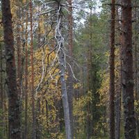 Lauttavaara, Lentua Kuhmo Finnland