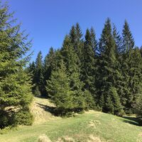 Schierlingswiese - Rundwanderweg "Moosburg / Moosbachtal" Steinbach-Hallenberg - Thüringer Wald
