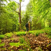 Buchen, Buchen und nochmals Buchen