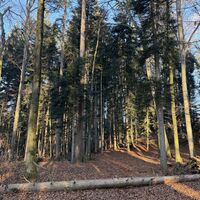 Erahnbare Steigspuren im Laub - hier weiter