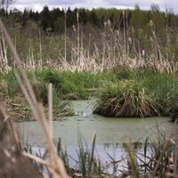 Moorlandschaft