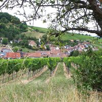 Weinsteig Markierung bei Leinsweiler