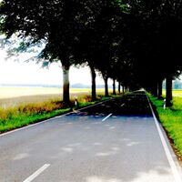 Allee  entlang der Landesstraße zwischen Bokel und Reinstorf