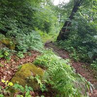 Pfad vom Schwarzbachtal zurück nach Clausen