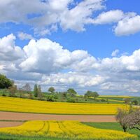 Diedelsheimer Buchwald-Rundweg - Blick über die Kraichgaulandschaft 1