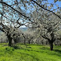 Kirschblüte in der Rühler Schweiz - Kirschenweg (Go 3)
