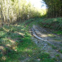 Abstieg Richtung Kühberg