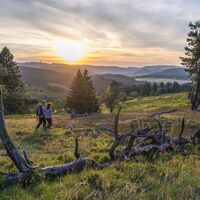 Blühende Heide bei Sonnenuntergang 