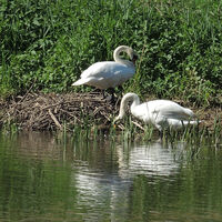 Leben am Fluss