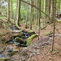 Wald mit Kutsche