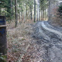 am Forstweg Richtung Buschandlwand