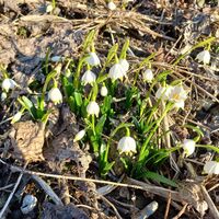 Frühling kommt
