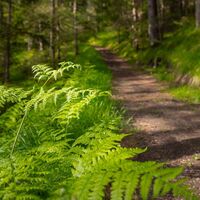 Wanderweg Hochleithenkopf - Farn neben dem Weg.jpg