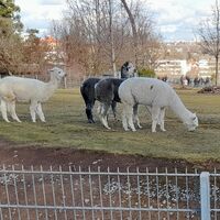 Tiere in der Wilhelma (Alpakas)