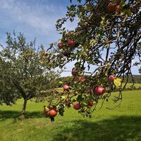 Streuobstwiese im Naturpark Pöllauer Tal in der Oststeiermark