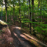 Buchenwald Eberschützer Klippen