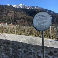 Stationstafel auf dem Rebrundgang
