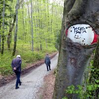 Der Wald ist ein großzügiger Speicher und schluckt Vieles.
