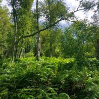 Wald mit Farnen